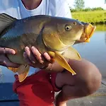 Siedlisko Ptasie Trele 2 Jerutki