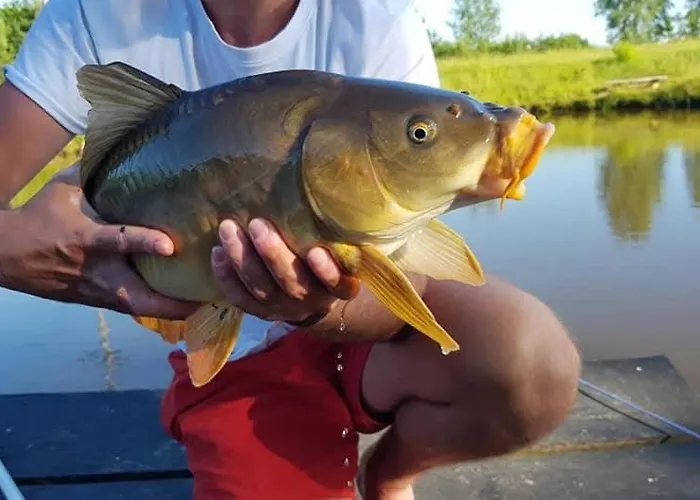 Siedlisko Ptasie Trele 2 Jerutki